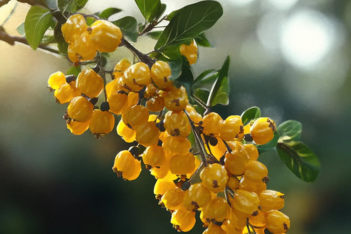 What Is Liposomal Berberine? Understanding This Supplement Form